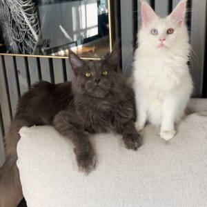 To Main Coon katter, en hvit og en brungrå