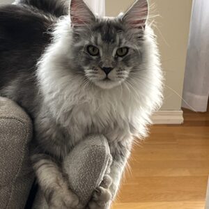 Main Coon katt liggende på et sofa armlene