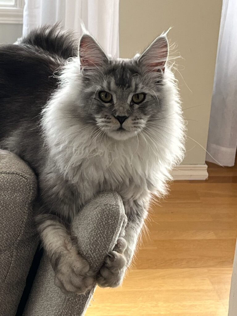 Main Coon katt liggende på et sofa armlene